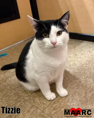 Tizzie