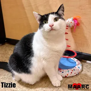 Tizzie