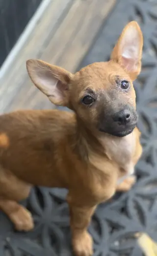 Hazel