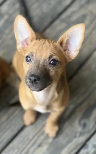 Hazel