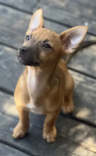 Hazel