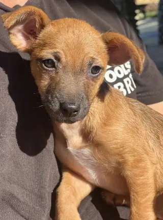 Hazel