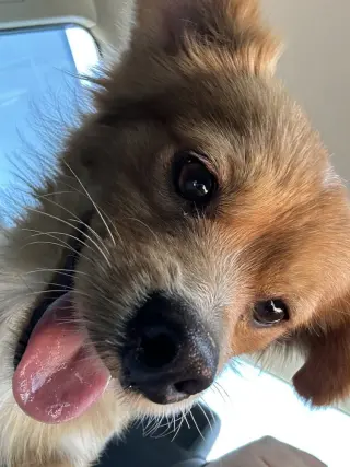 Little Red