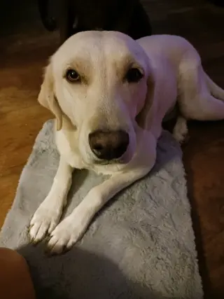 Piper (Valley)