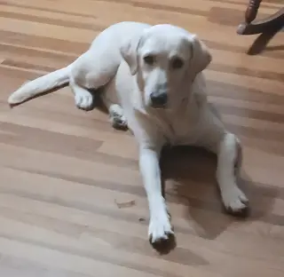 Piper (Valley)