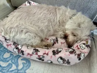 Snowee