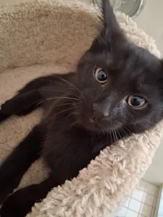 Oscar