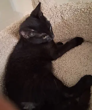 Oscar
