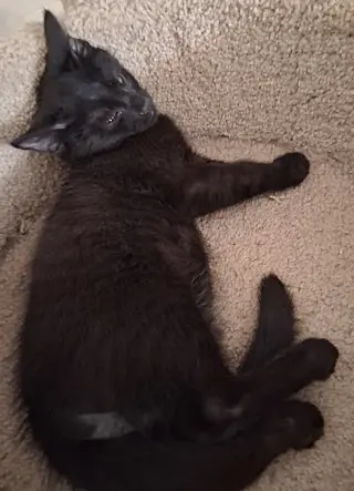 Oscar