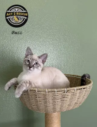 Buzz