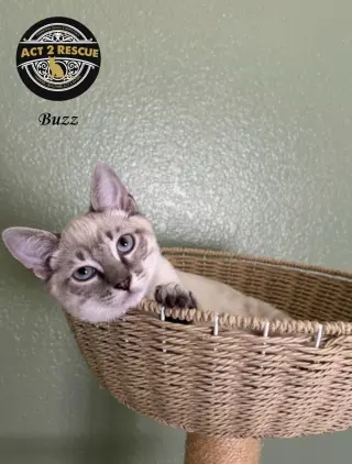 Buzz