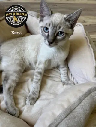 Buzz