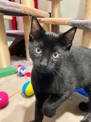 Fonzie