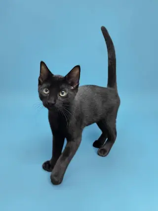 Fonzie