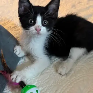 Ellisiana