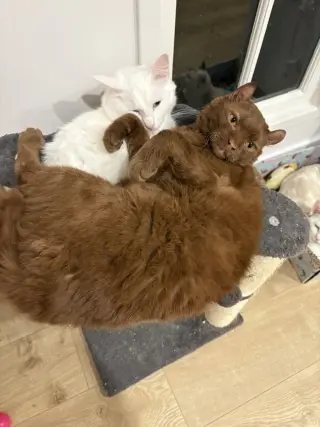 Bear &  Jeff (Courtesy Post)
