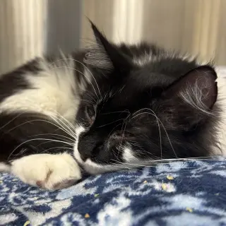 Smudge