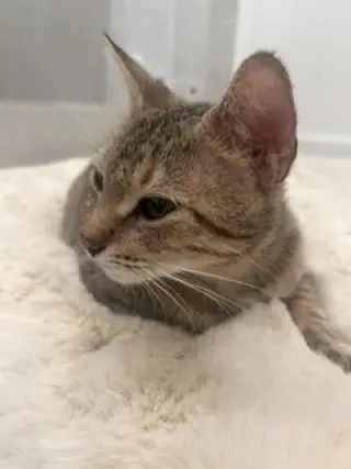 Caroline