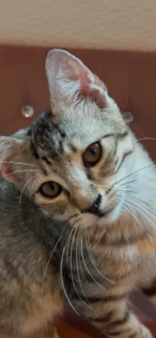 Teddy