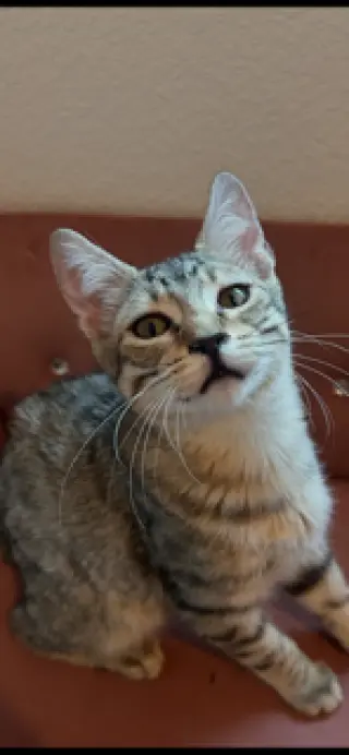 Teddy
