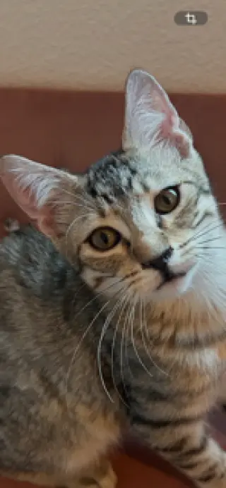 Teddy