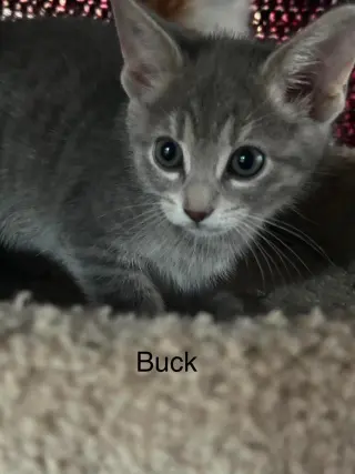 Buck