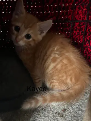 Kayce