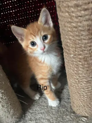 Rip