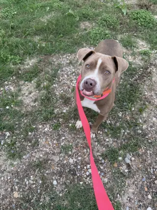 Haggis- underbite....  overlove