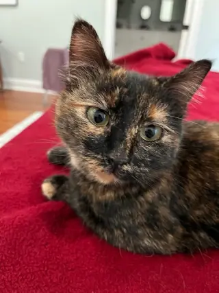 Coco Foster
