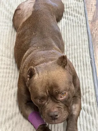 Macy