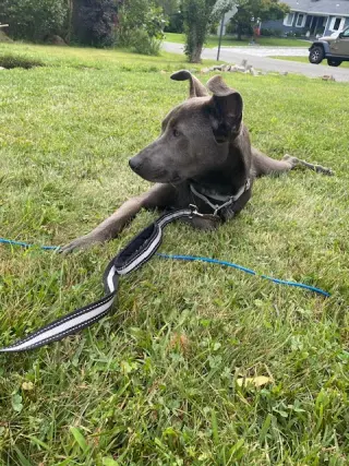 Monkey - cutest ears