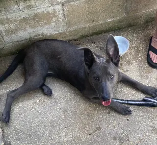 Monkey - cutest ears