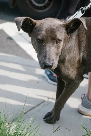 Monkey - cutest ears
