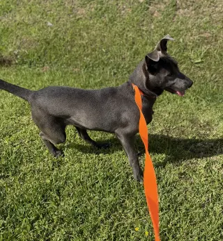 Monkey - cutest ears