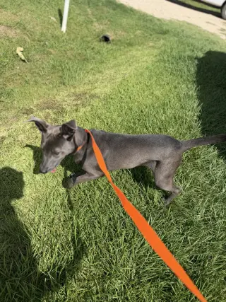 Monkey - cutest ears