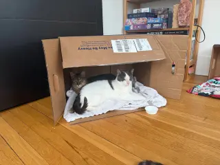 Dancing Machine