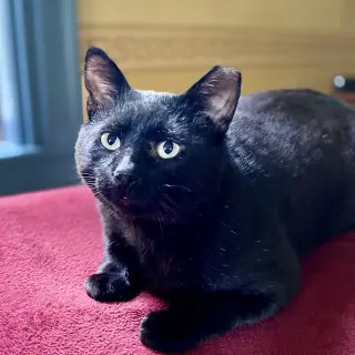 Bill