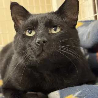 Bill