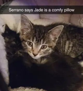 Serrano