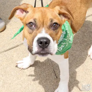 Marcie