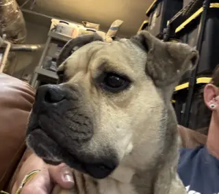 Duchess