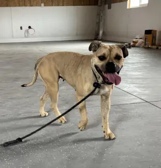 Duchess