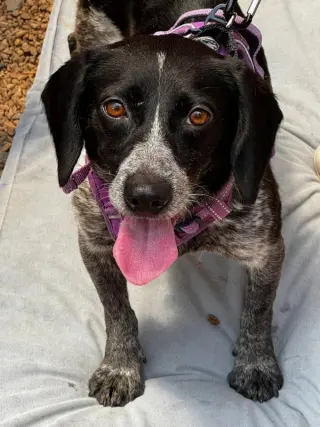 Ada *Adoption Pending*