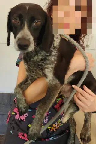 Ada *Adoption Pending*