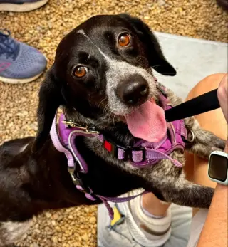 Ada *Adoption Pending*