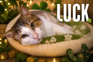 Luck (FCID# 12/02/2025 - 402) C