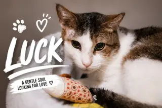 Luck (FCID# 12/02/2025 - 402) C