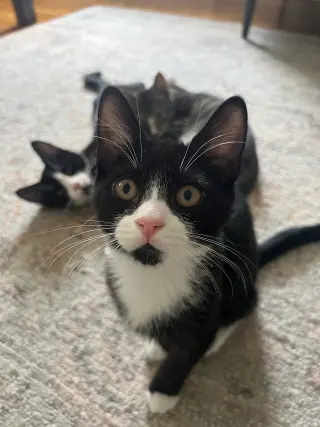 Shane, Ilya, Hunter and Kip