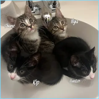 Shane, Ilya, Hunter and Kip